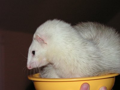 ./2005/Ferrets/thumbferrets